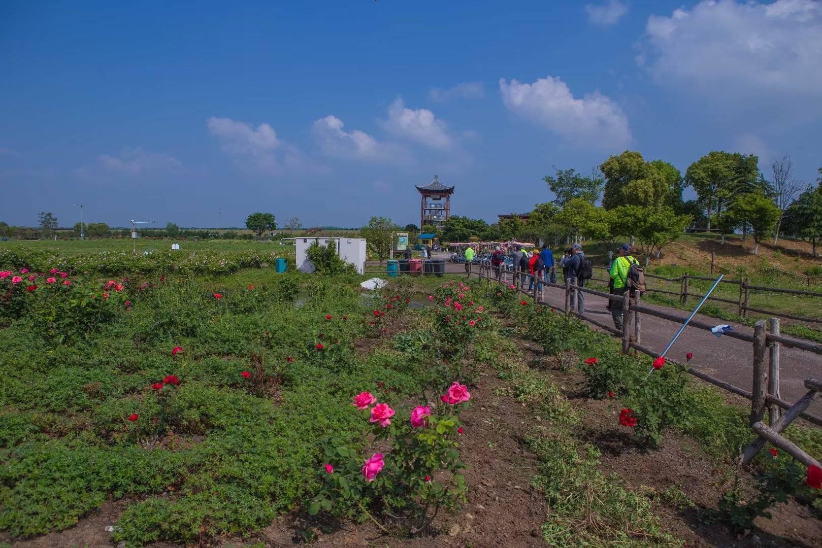 玫瑰盛花季,滁河河岸花海美如画_品种_永宁_薰衣草