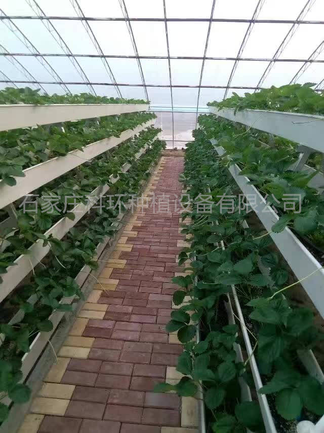 草莓種植能使用純泥炭嗎 草莓立體種植槽種植架 無土