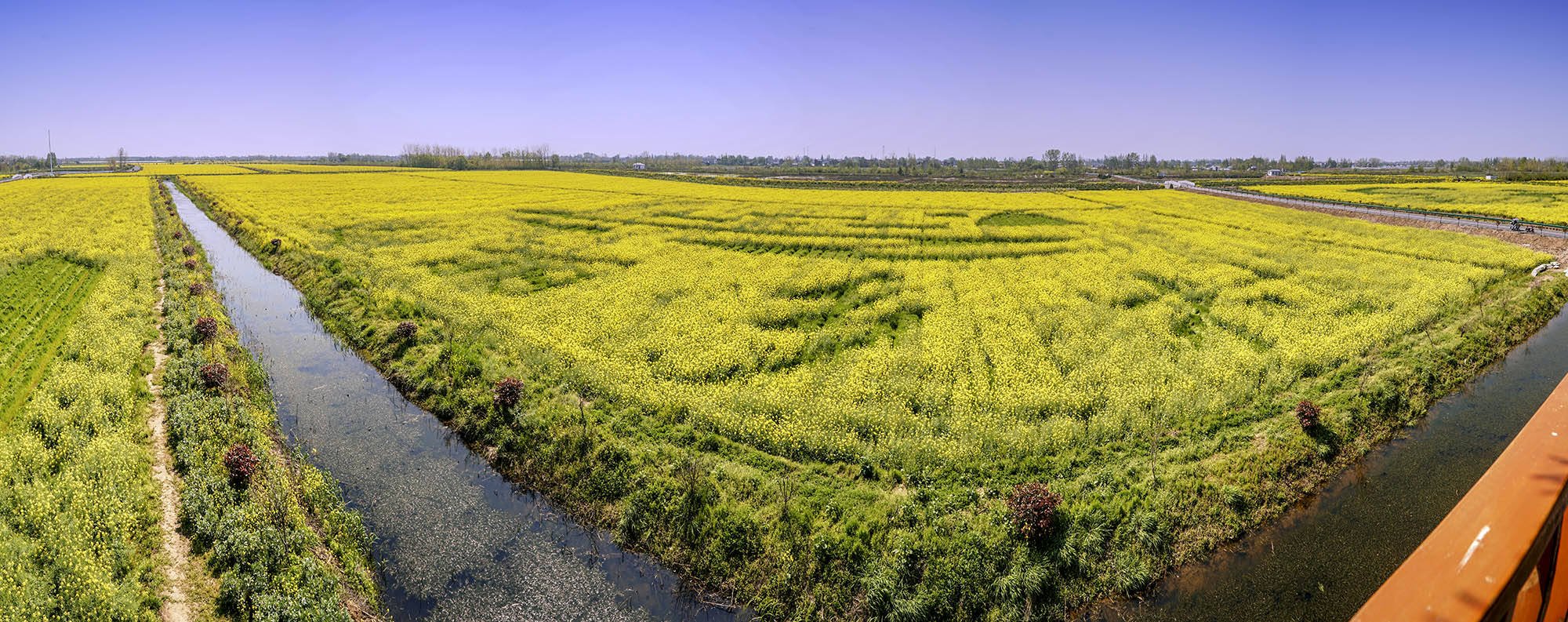 芜湖油菜花图片