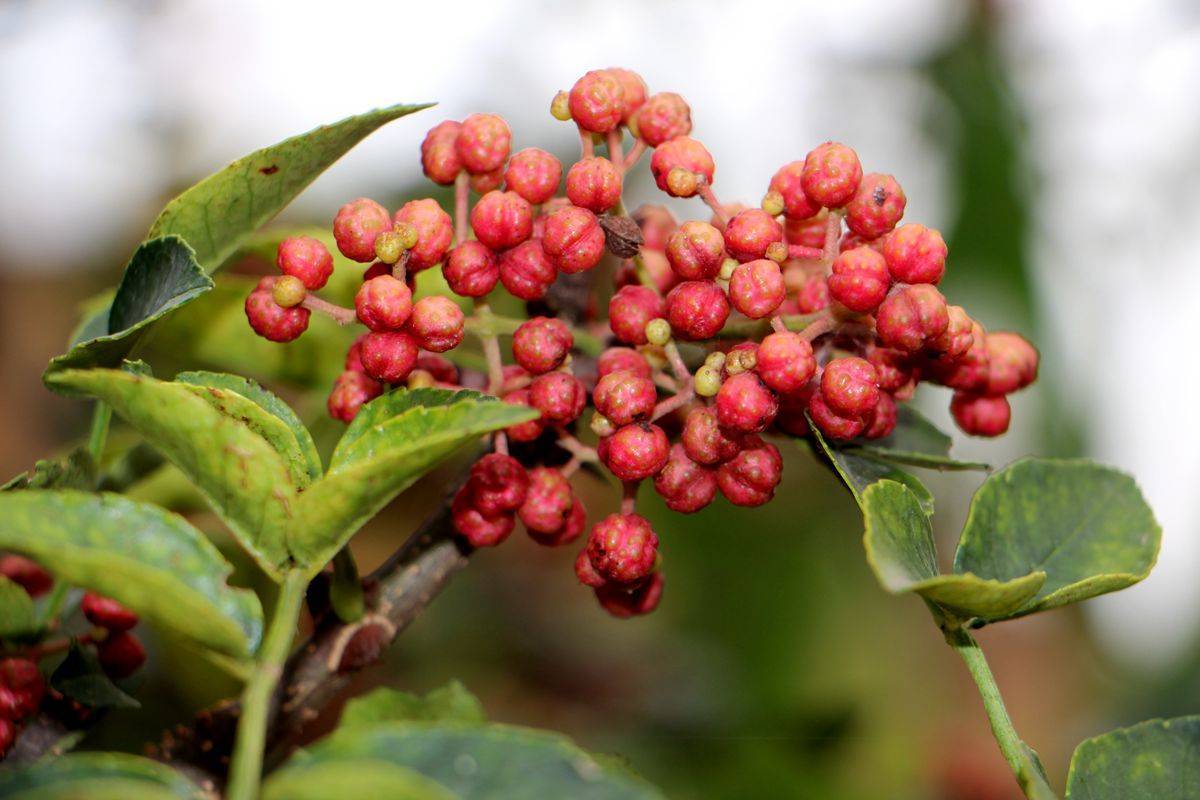花椒(芸香科花椒属植物)_中国_繁殖_叶片