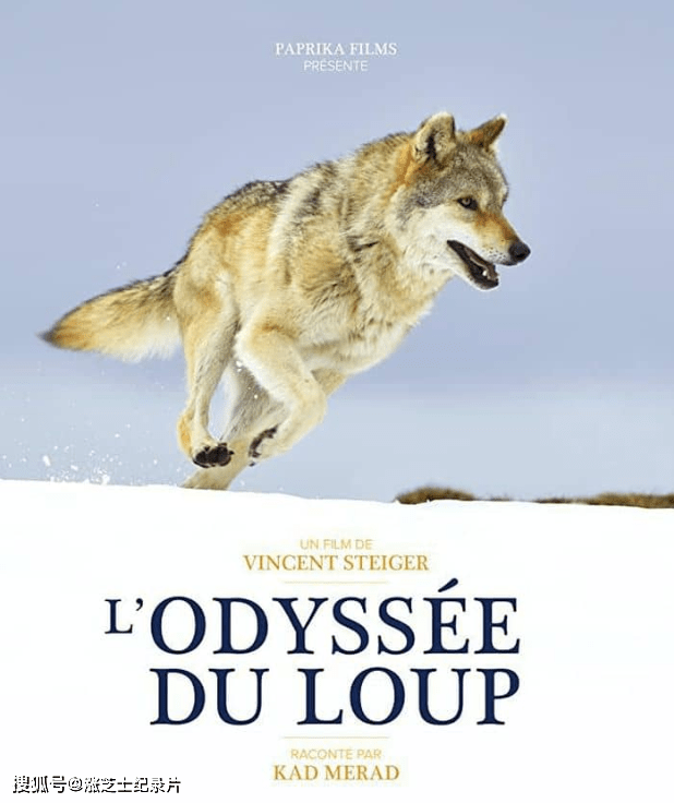9167-法国纪录片《狼之旅 A Wolf’s Journey 2019》国语中字 央视译制版 1080P/MKV/1.67G 狼的未来