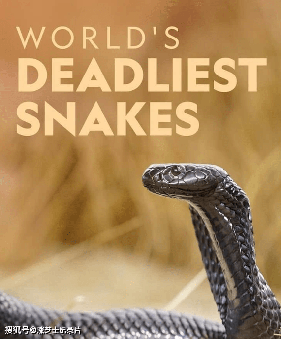 9136-国家地理《世界上最致命的蛇 World’s Deadliest Snakes 2017》第一季全3集 英语多国中字 纯净版 1080P/MKV/6.78G 最致命的蛇