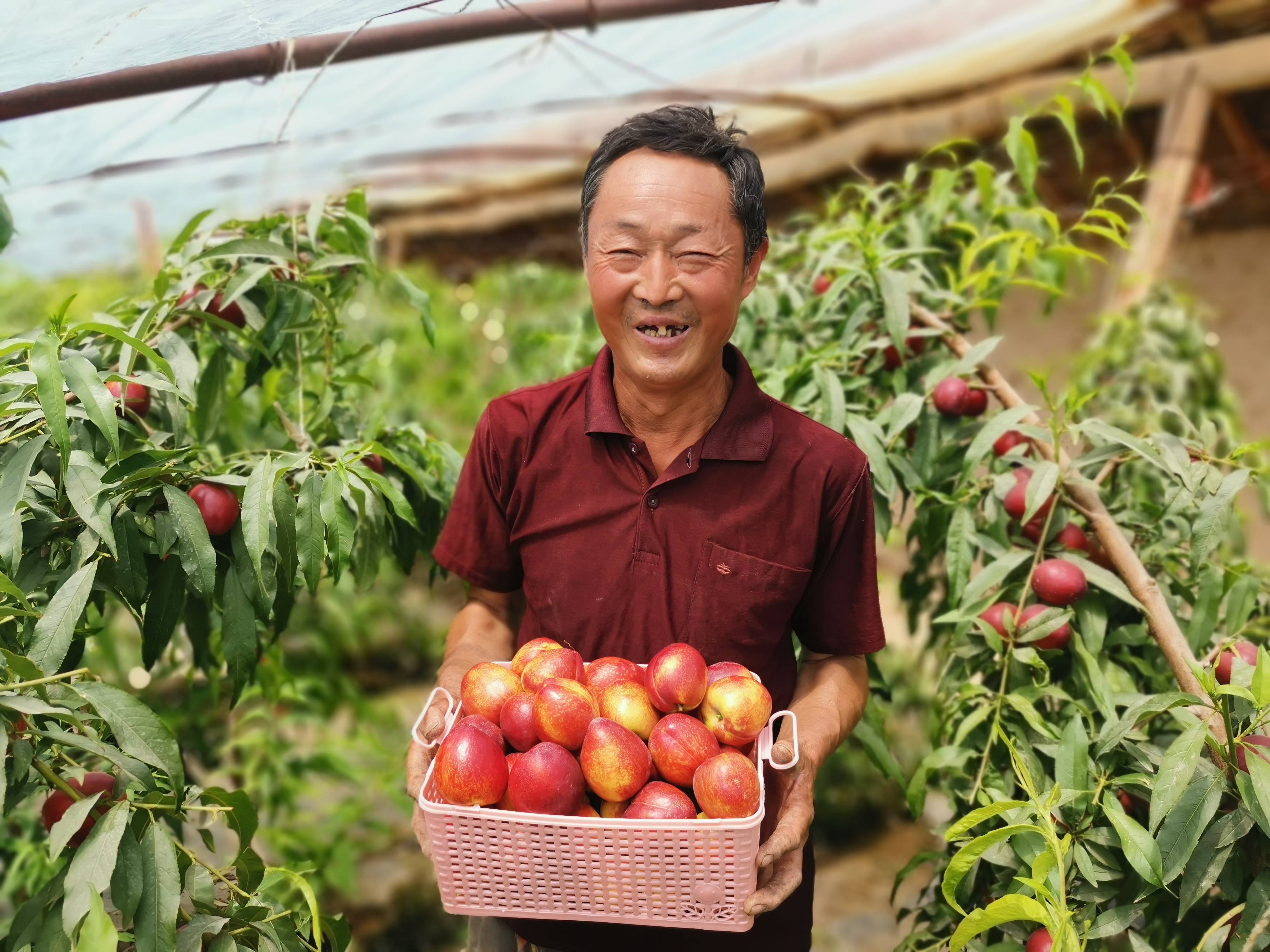 大棚油桃搶