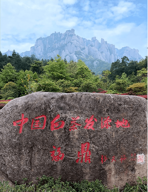 福鼎_白茶_瘟疫