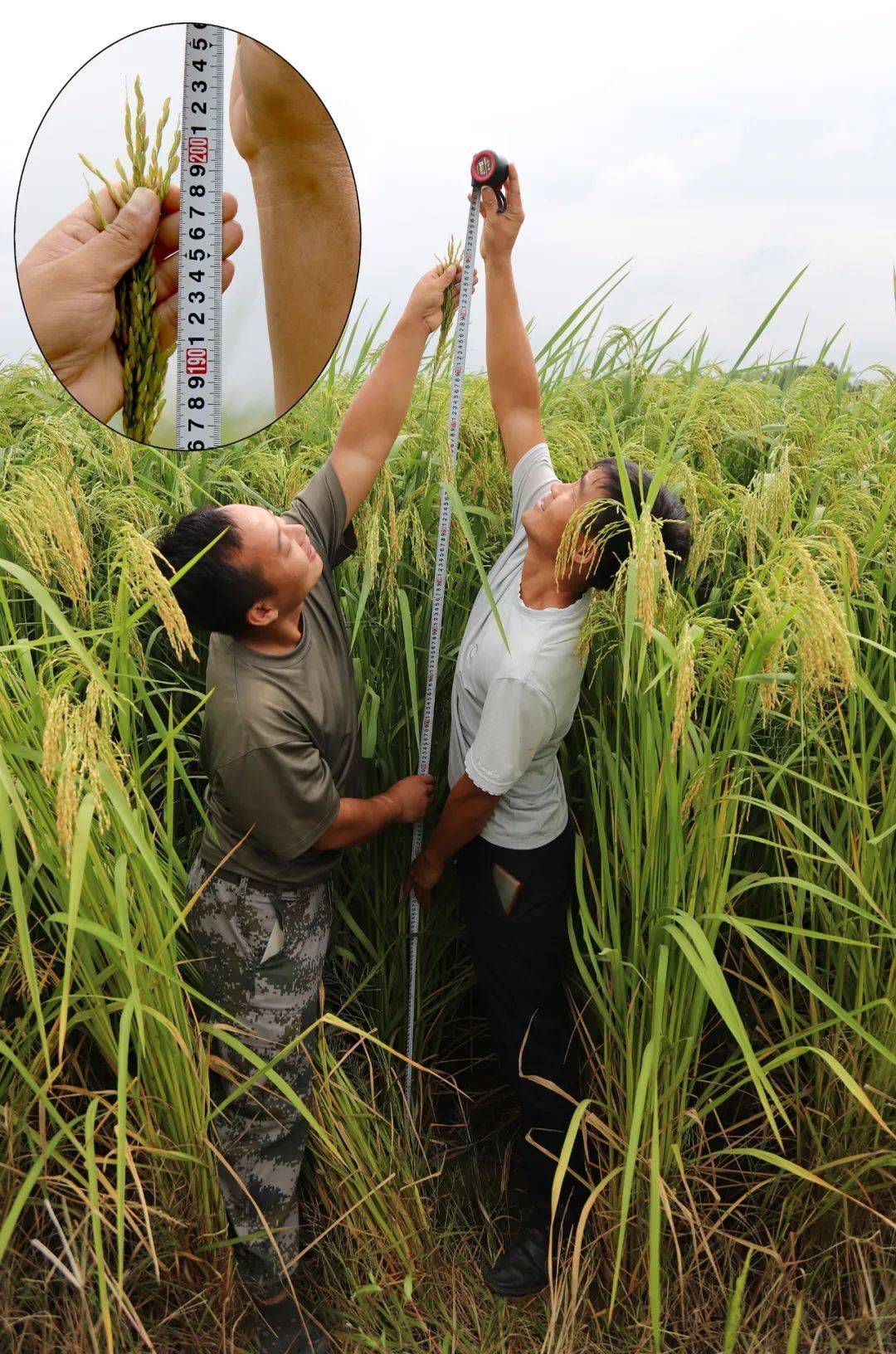 竹子和水稻杂交的竹稻米,您吃过吗?来看竹稻之父钟章美的故事