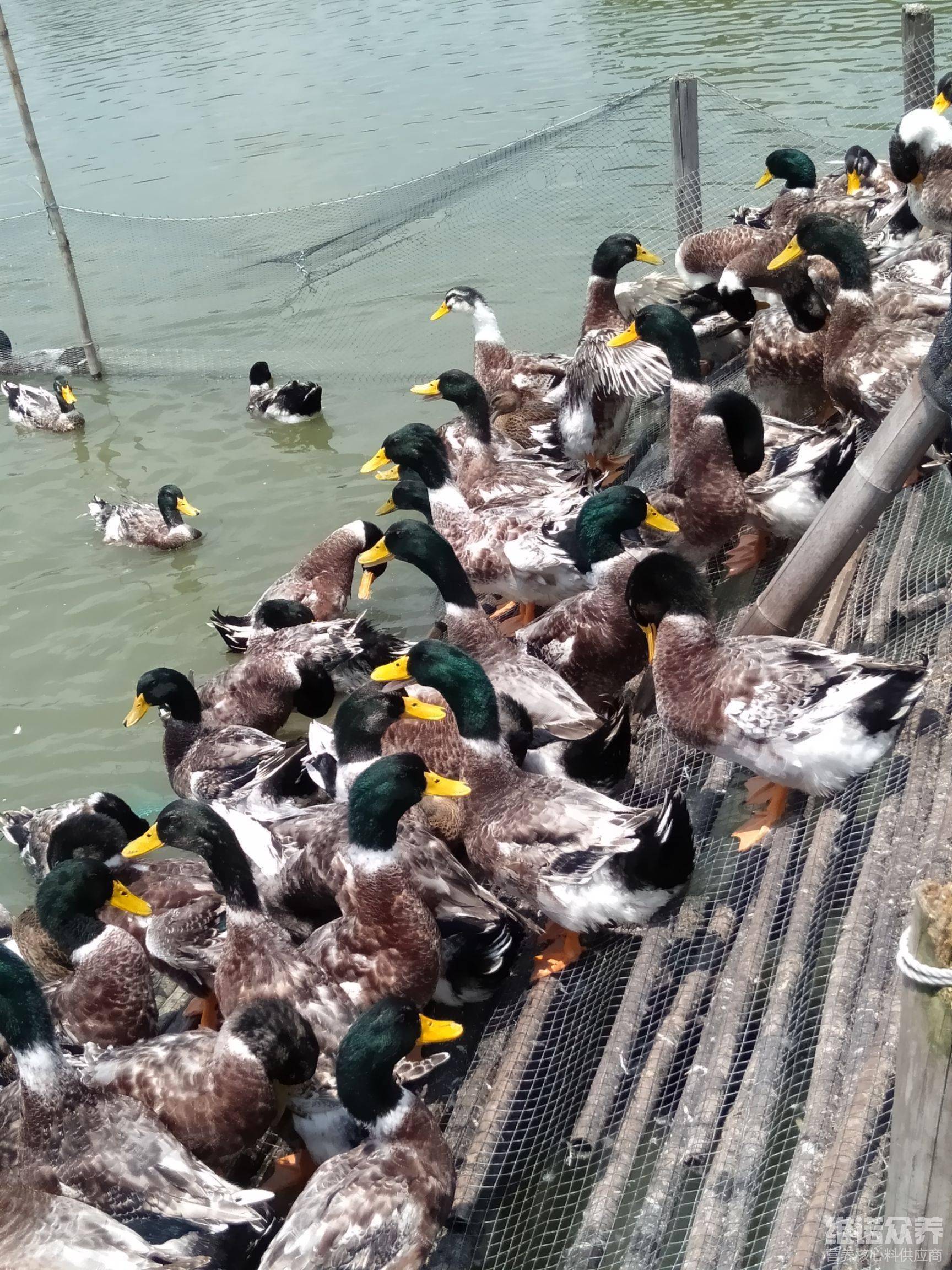 青头鸭的饲料有哪些,青头鸭饲料配方介绍_维诺_鸭子_高维