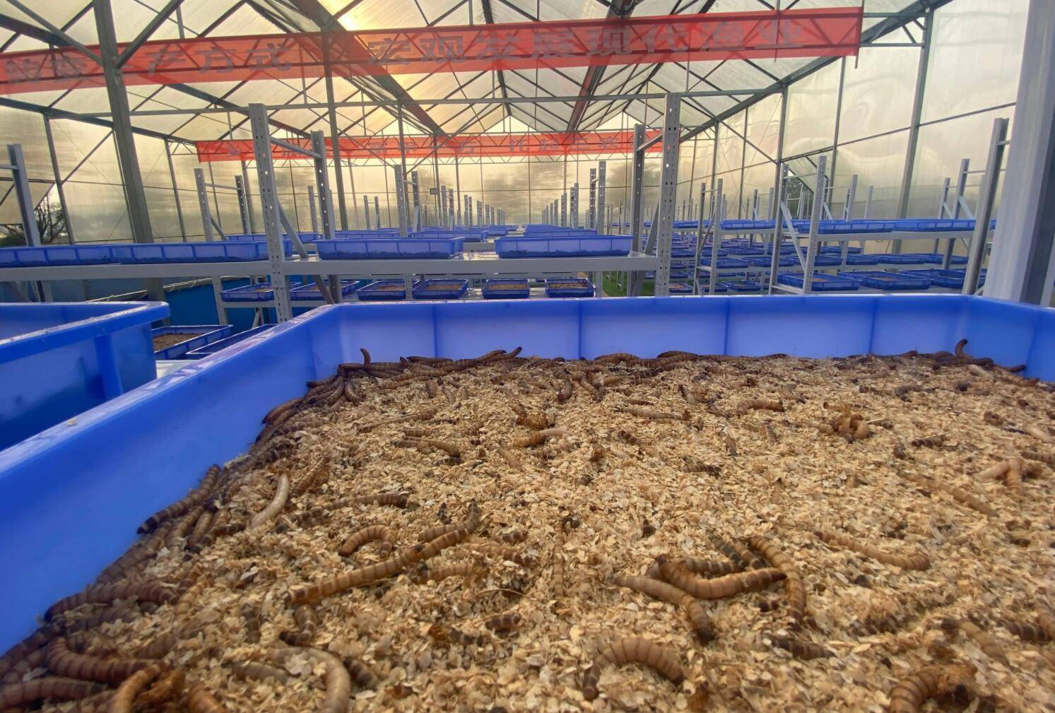 贵州源农鑫农业发展有限公司蛋白虫养殖技术带来大丰收_规格_筛子