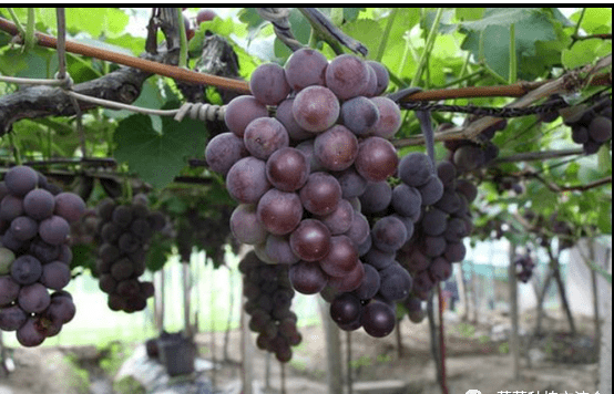 巨峰葡萄果实膨大技术详解_处理_疏果_保美灵