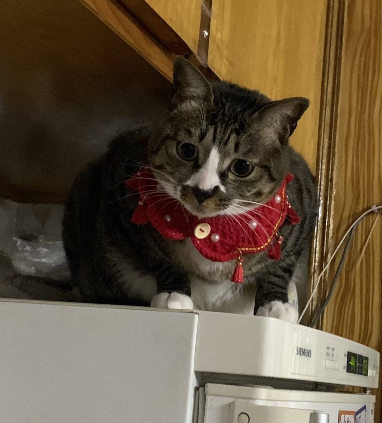 《寻猫启事》——1000寻"狸花猫"_象房村_猫咪_小婵