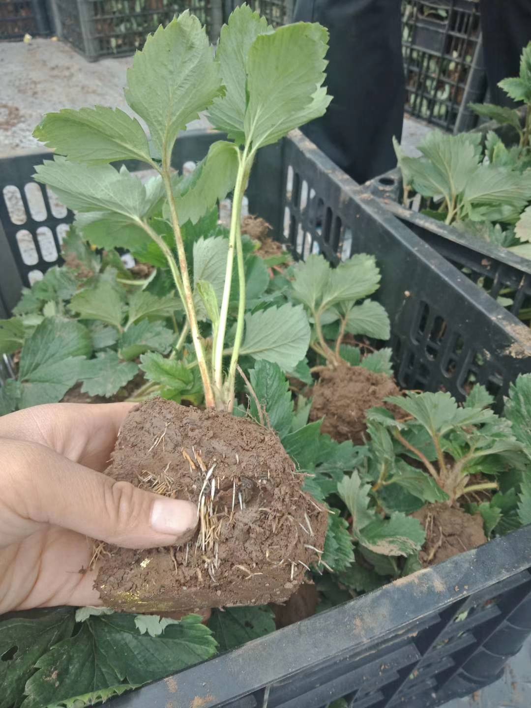 红 白=全新草莓体验——粉玉1号草莓苗!