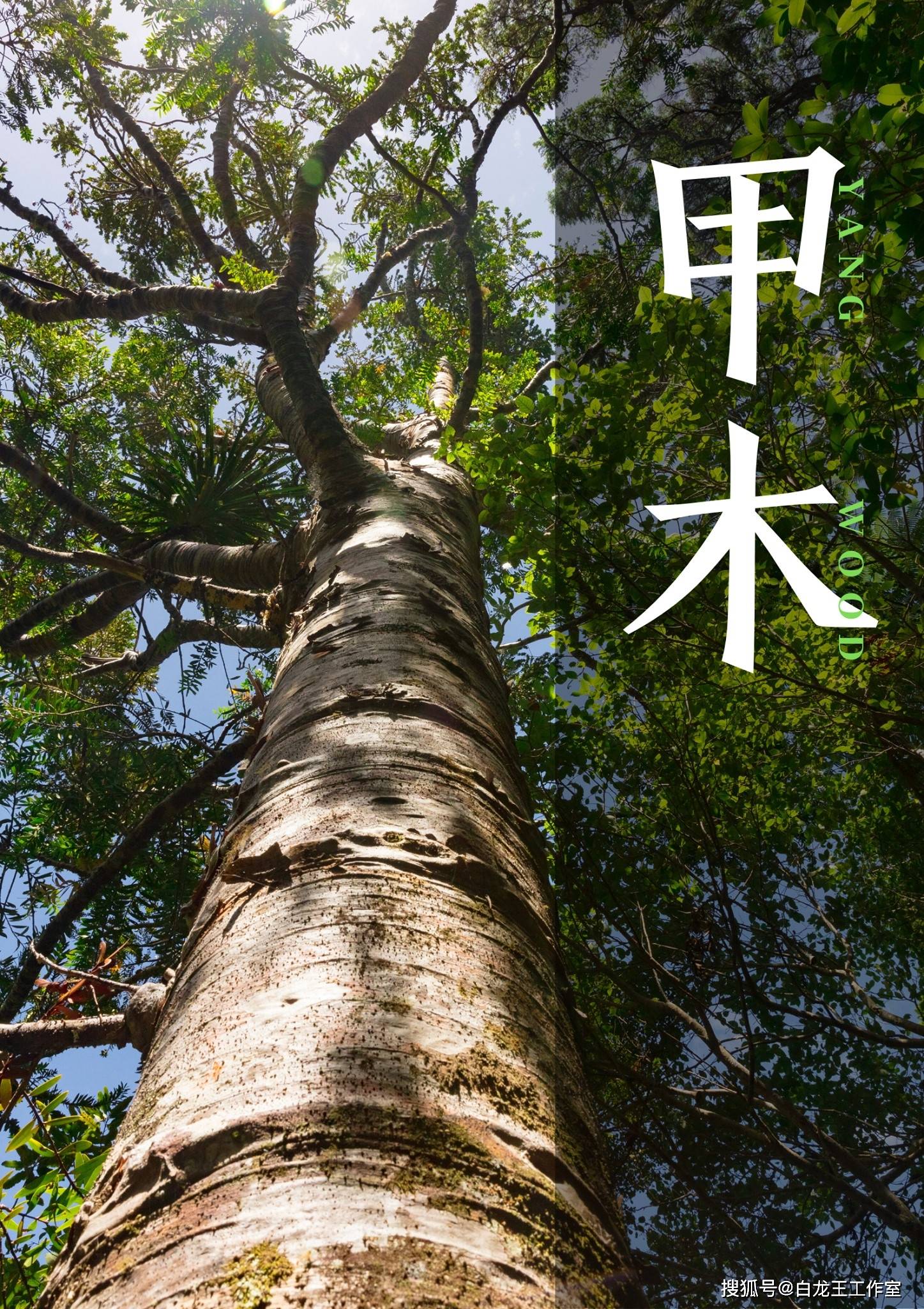 甲木:心中自有正义_木人_发展_计划