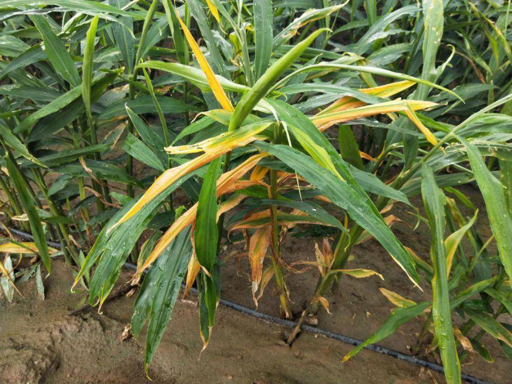 姜瘟病怎么有效治理?_奥克泰士_发病_生姜