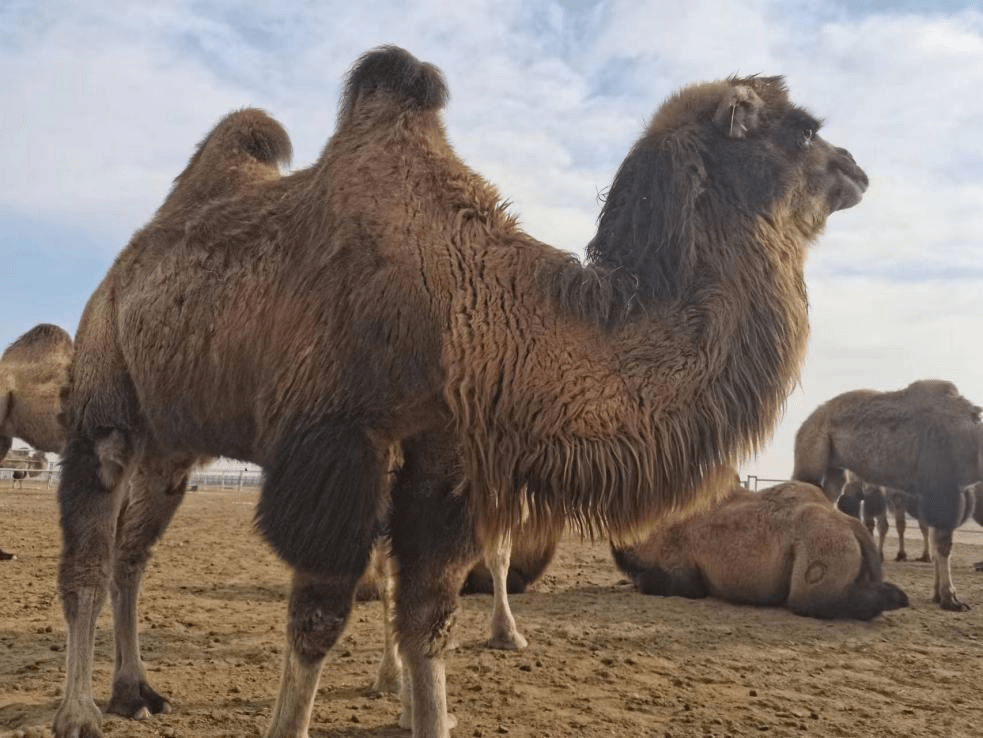 双峰骆驼 "乳"此美好—新疆哎呦喂食品有限公司_养殖_团队_营养