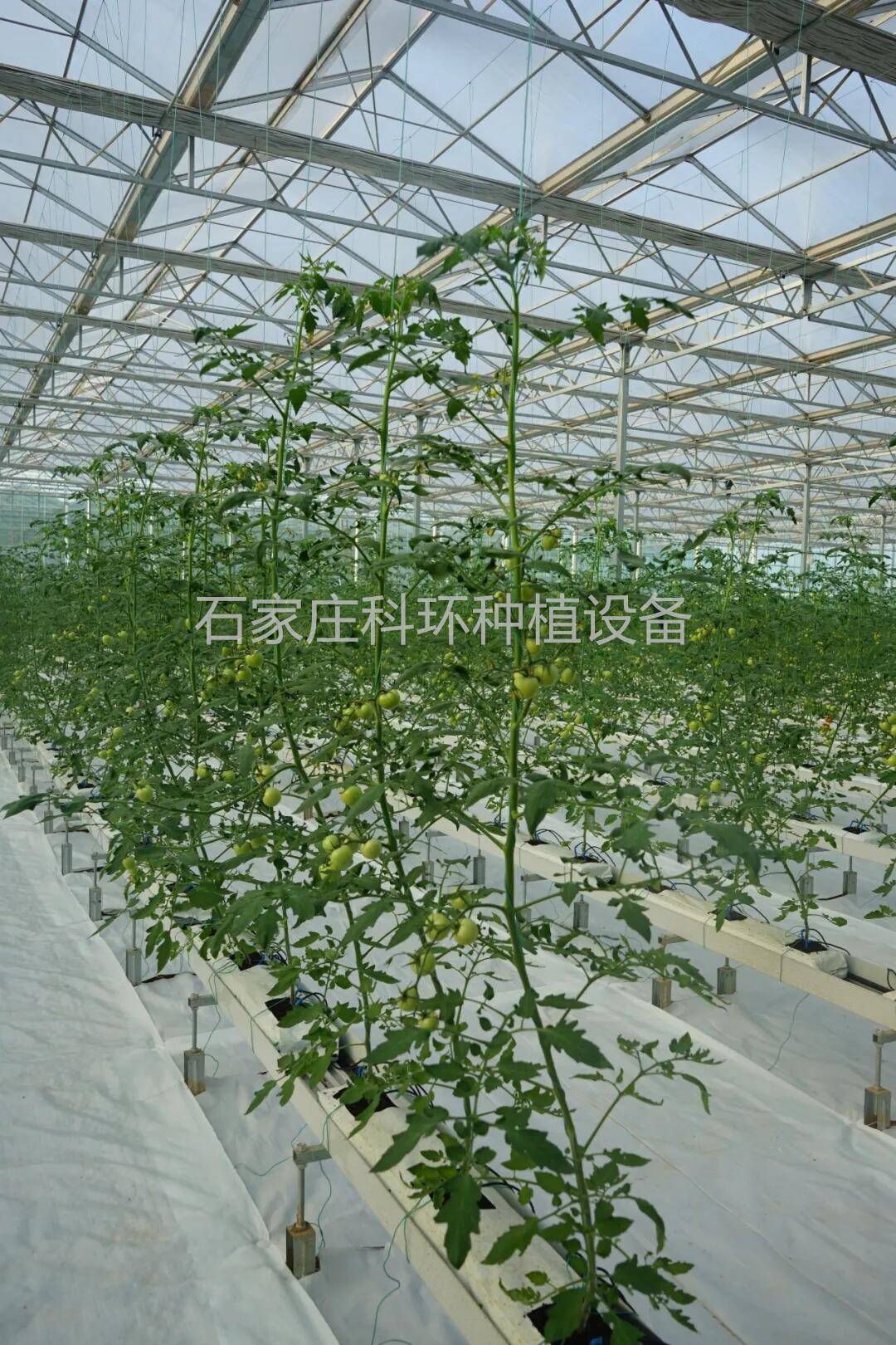 椰糠条番茄如何种植管理 荷兰模式椰糠种植槽种植架 无土栽培槽 科环 种植架_进行_温度_cm
