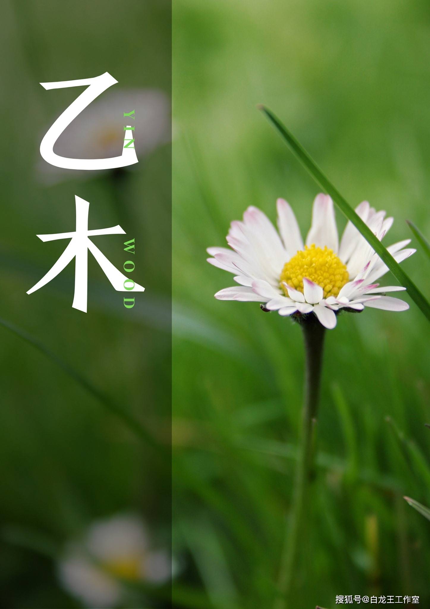 乙木:能屈能伸之美_环境_花草_性格