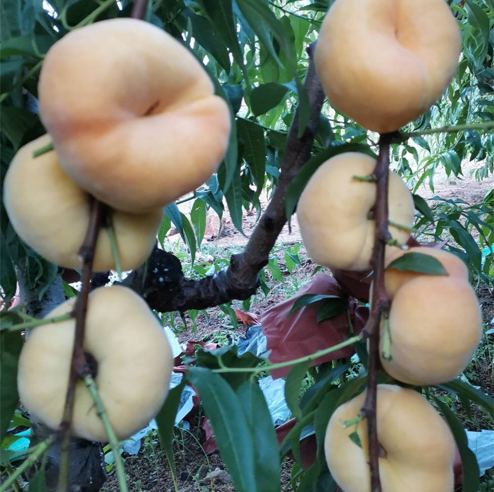 就是中蟠17桃树苗,_果实_果肉_能力强