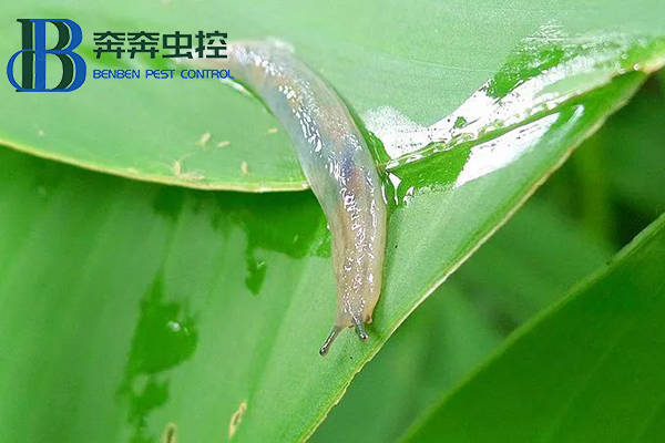 蛞蝓可为害平菇,香菇,鸡腿菇,木耳,双孢菇等食用菌,其成虫和幼虫均能