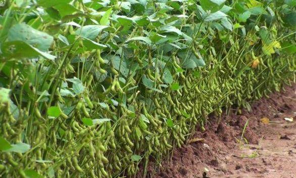 后期追肥:在黄豆结果期,进行第三次追肥,使用含磷,钾和微量元素的