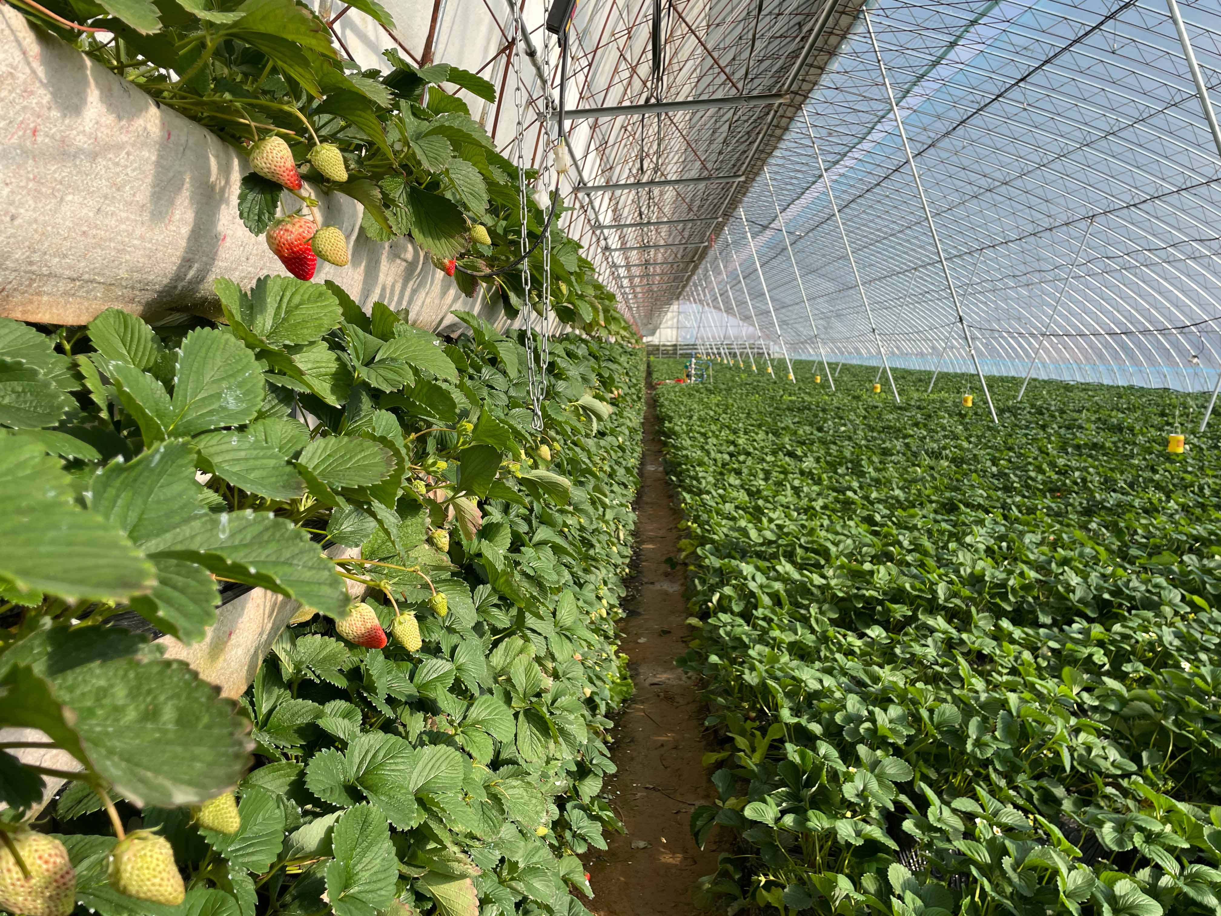 也有部分农户会在种植草莓的大棚内,把表层30厘米厚的土重新挖出,换上