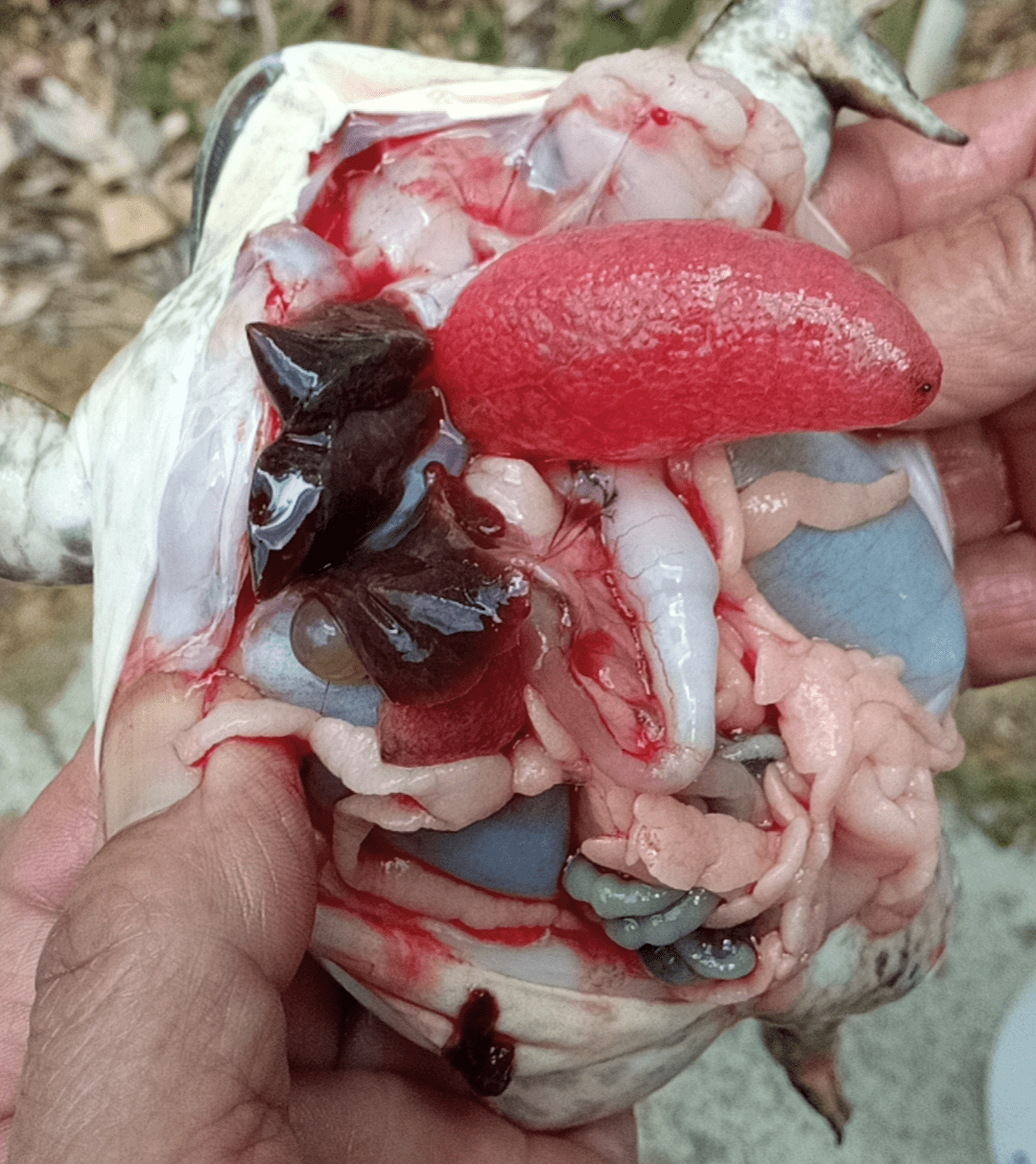 牛蛙内脏图图片