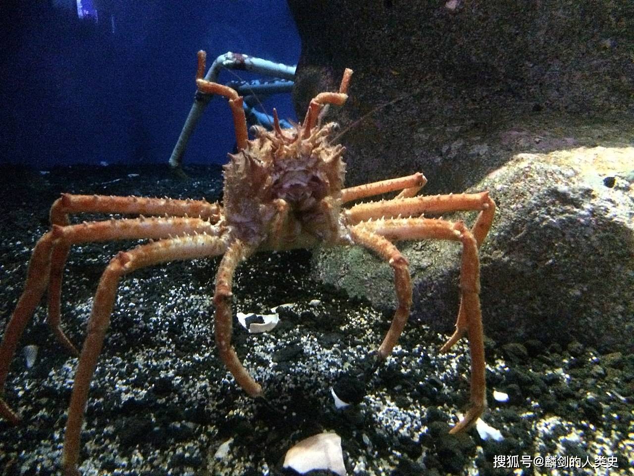 日本拟人面蟹(学名:paromola japonica)是人面蟹科拟人面蟹属的一种