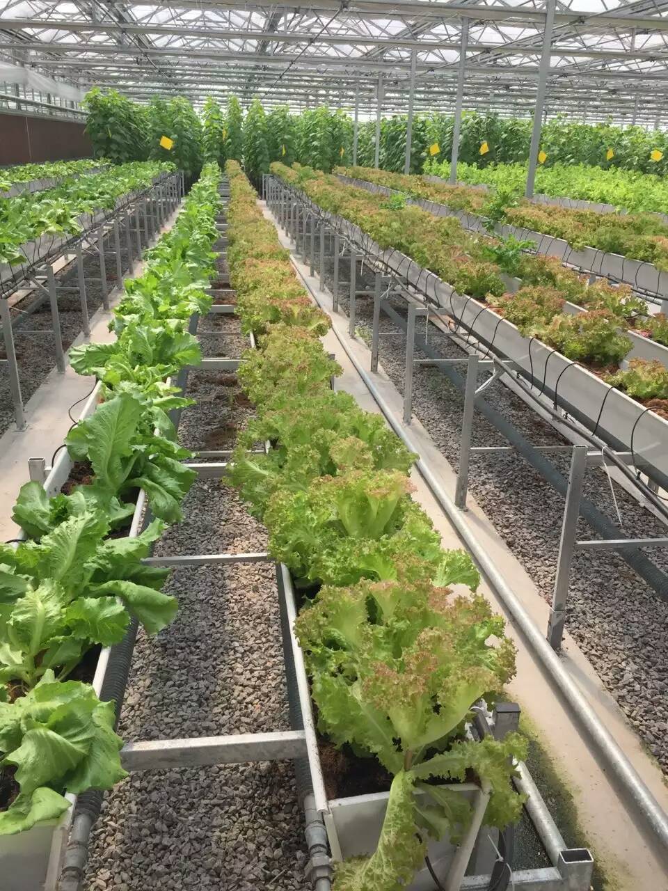 蔬菜立体栽培立体蔬菜栽培 立体蔬菜种植 蔬菜栽培槽自制蔬菜种植槽