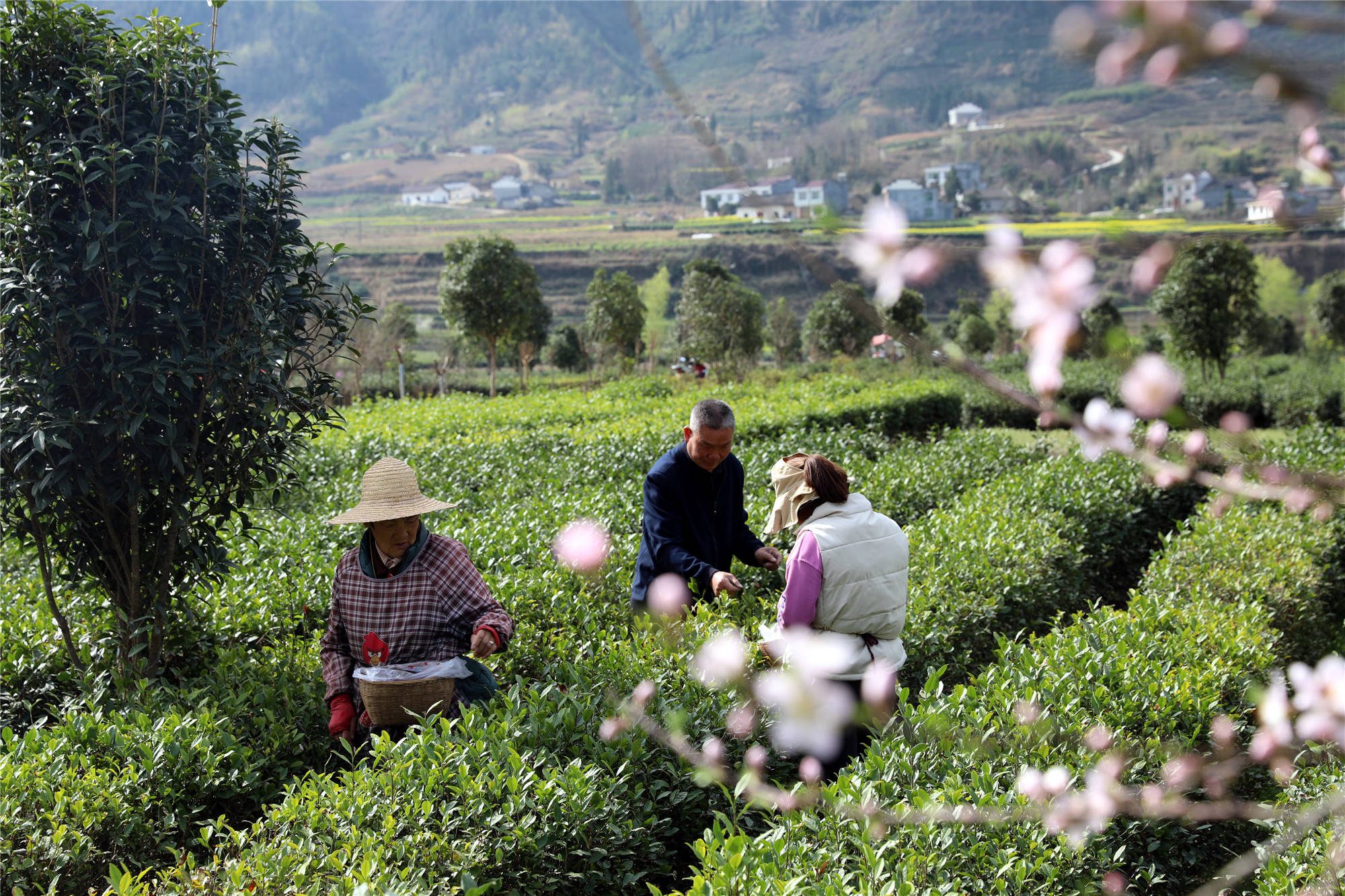 平利县洛河镇:让绿色产业变成推动乡村振兴的"发动机"_发展_茶叶_茶园