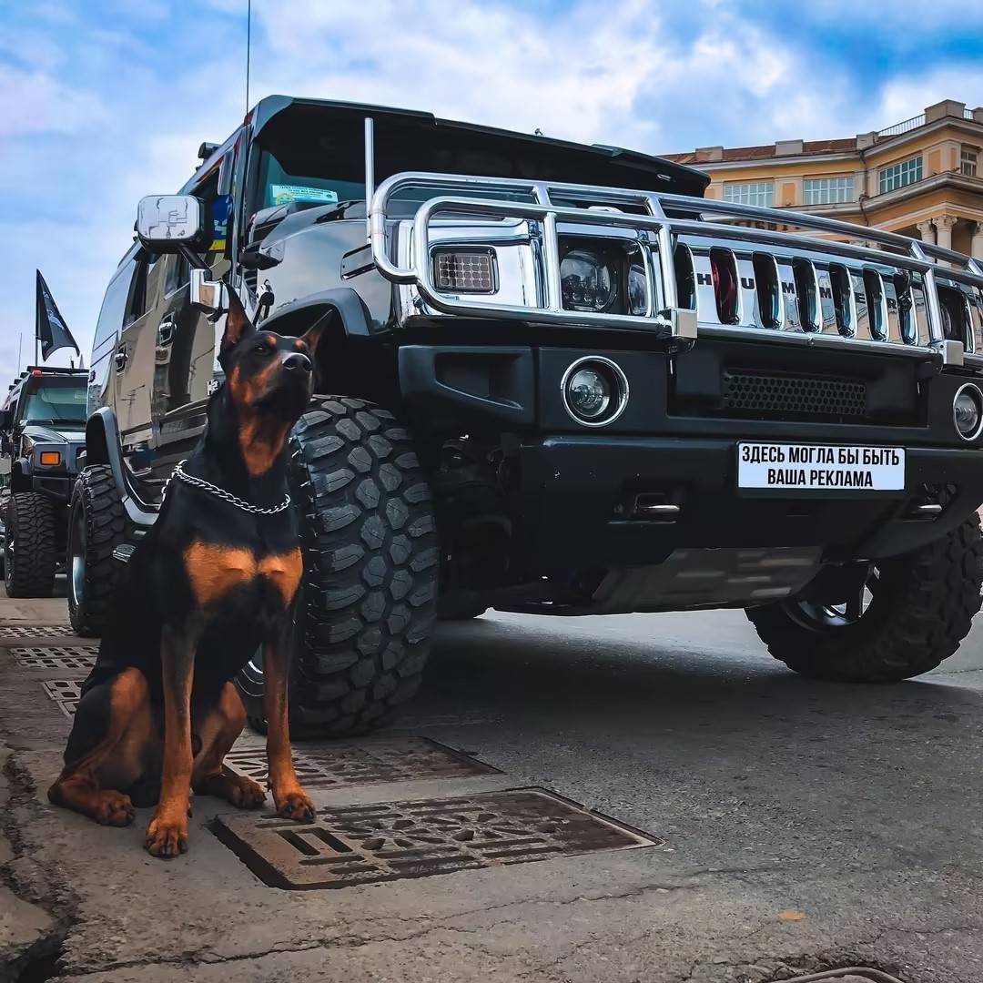 杜宾犬适合新手养吗?宠蓓萌_训练_进行_运动