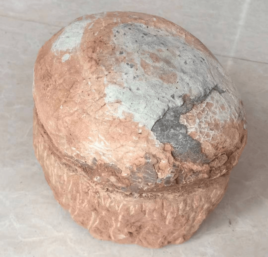 恐龙蛋化石_全世界_外壳_古生物