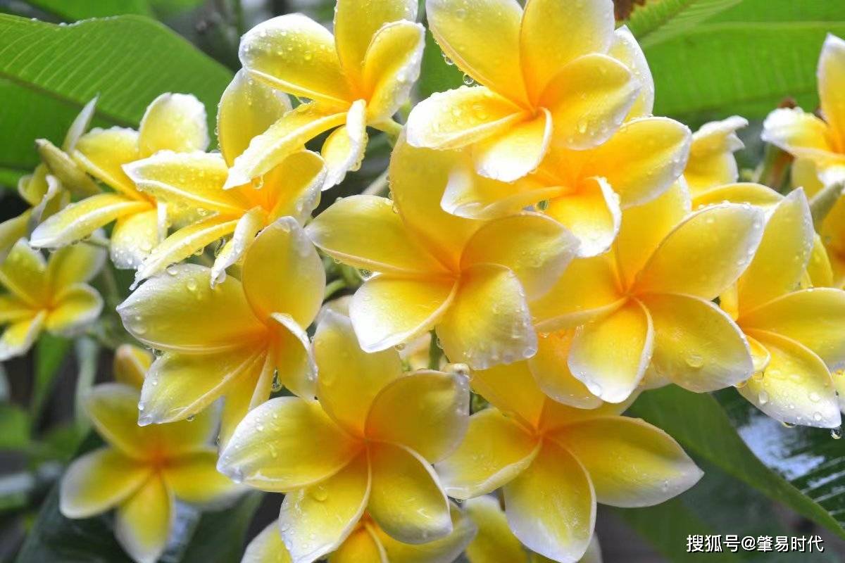 可食用花卉有哪些?