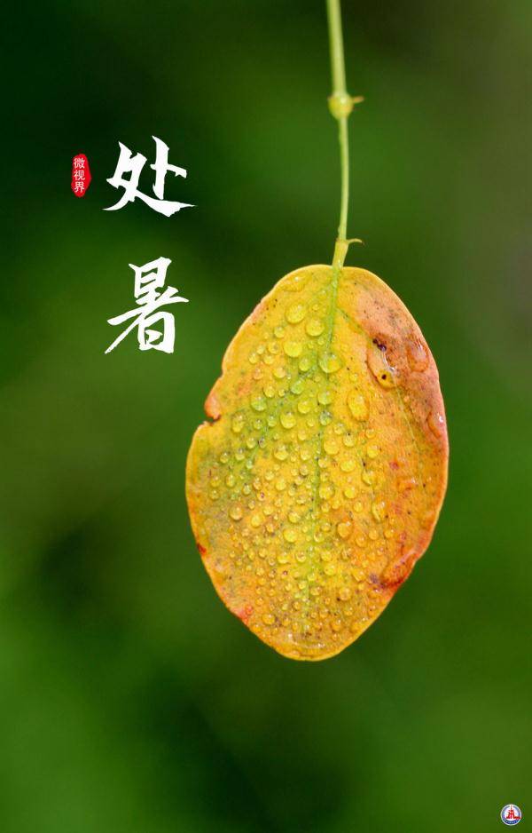 "禾乃登"则是指农作物开始成熟我国古代将处暑分为三候:"一候鹰乃祭鸟