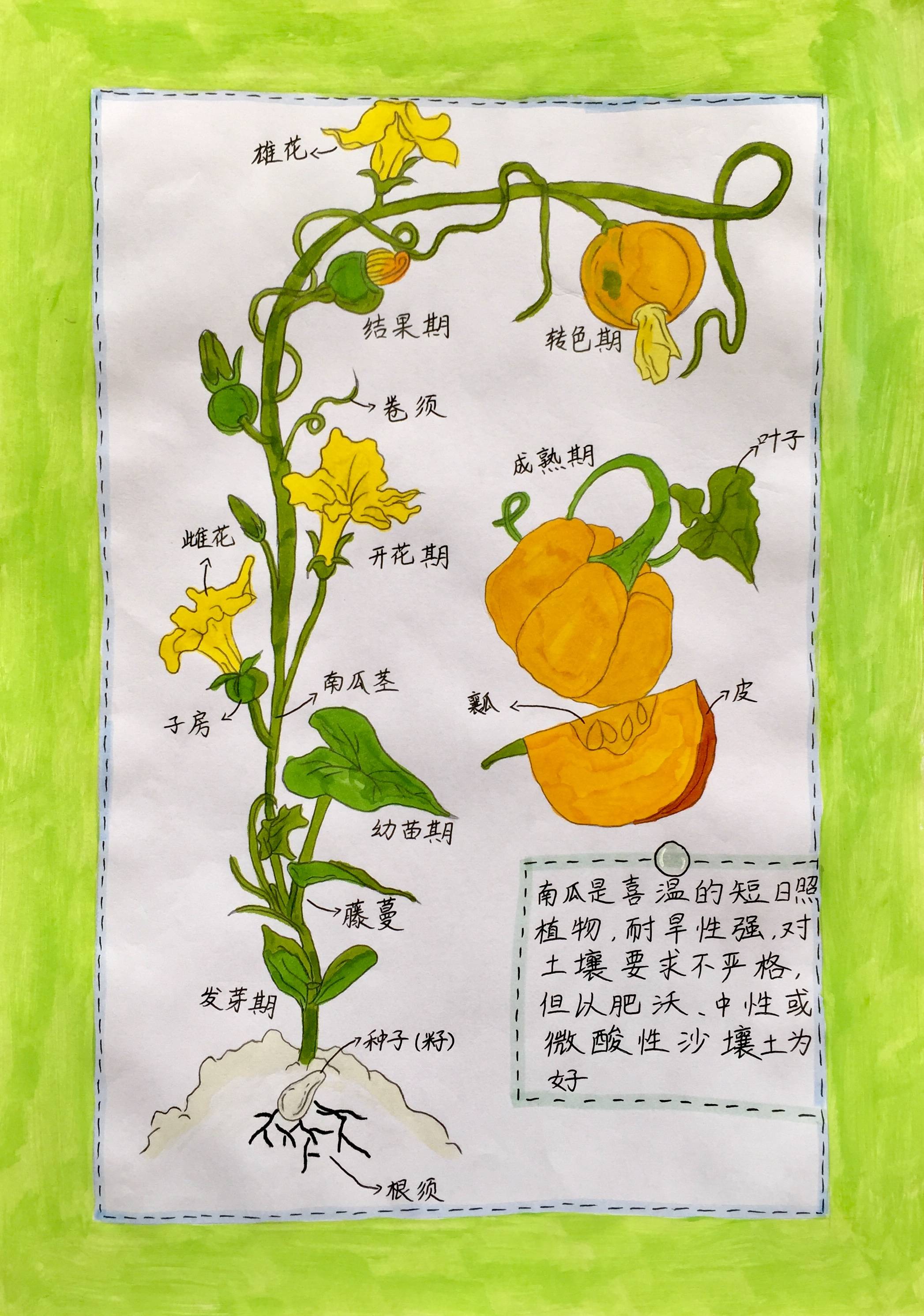 中国特有的植物手抄报图片
