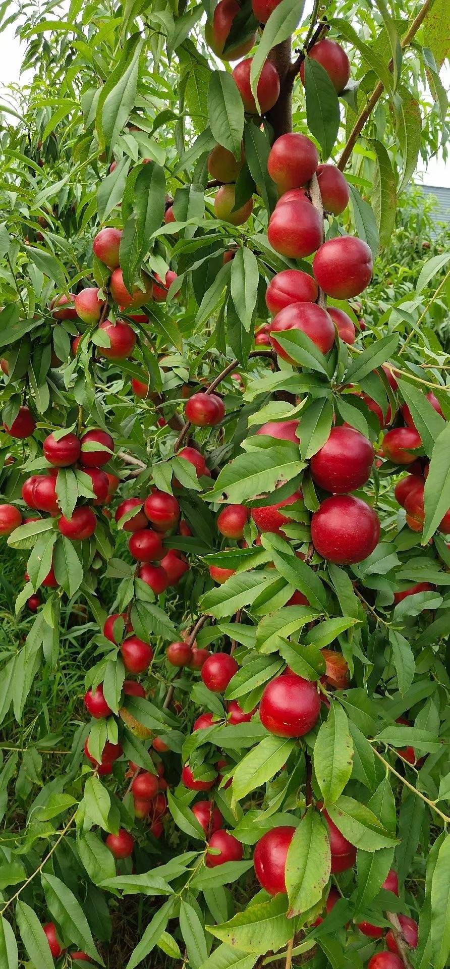 枣味油桃8月成熟_品种_味道_白色