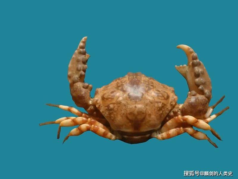 【動物界全系列】玉蟹總科—堅殼蟹亞科(四):五角蟹_表面_顆粒_末端