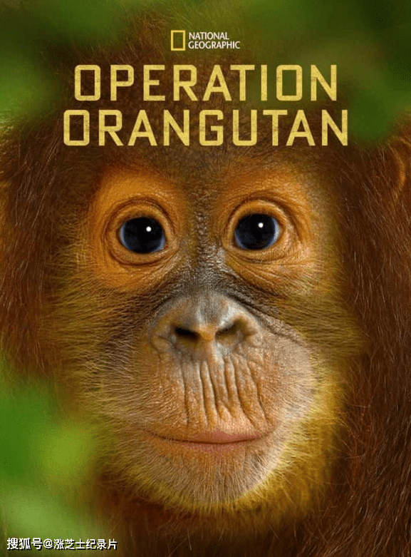 9990-国家地理《红毛猩猩救援行动 Operation Orangutan 2015》纯净版 1080P/MKV/2.5G 野生动物救援