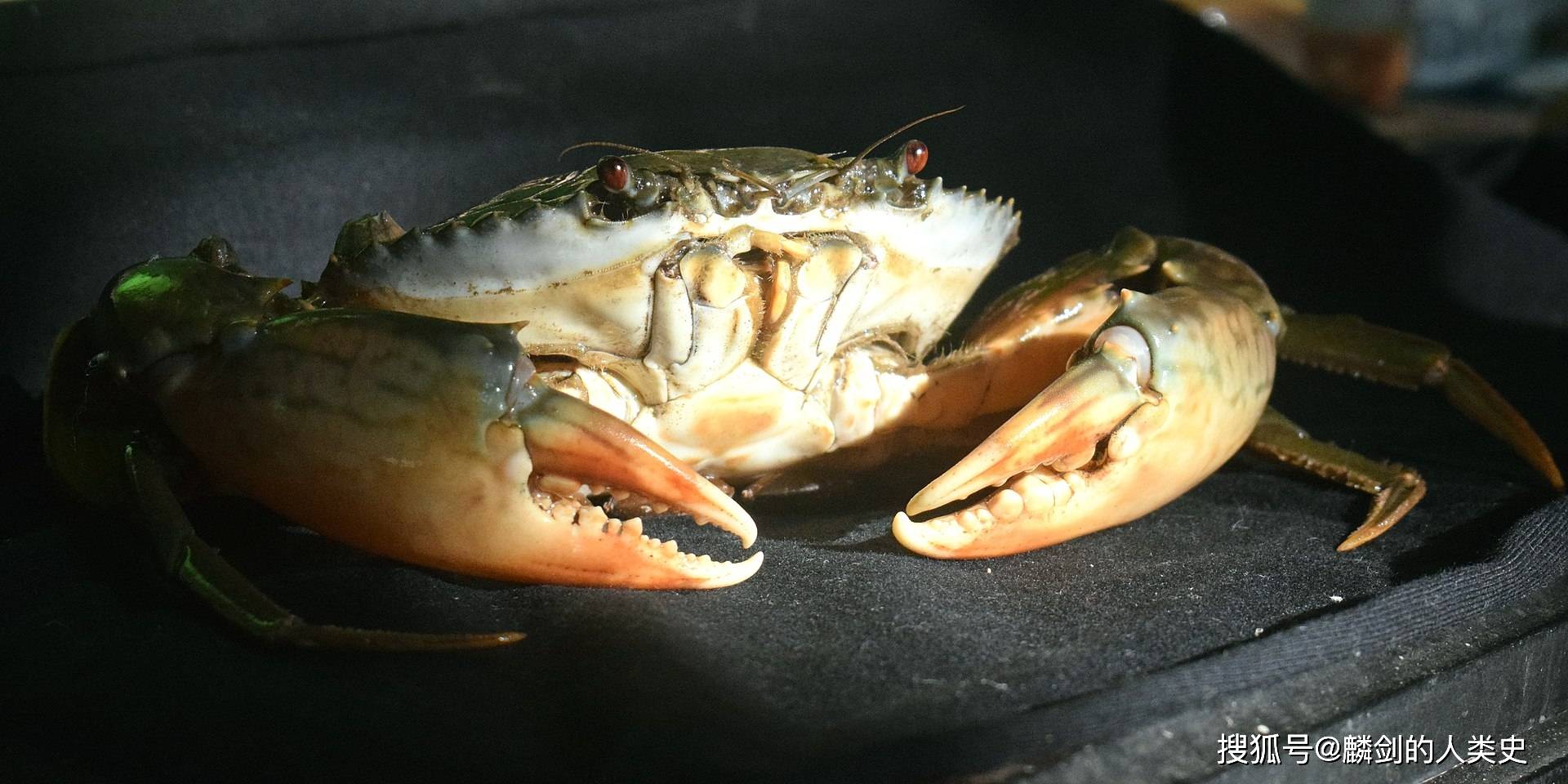 【动物界全系列】梭子蟹总科—梭子蟹亚科(三):紫螯青蟹_游泳_生活