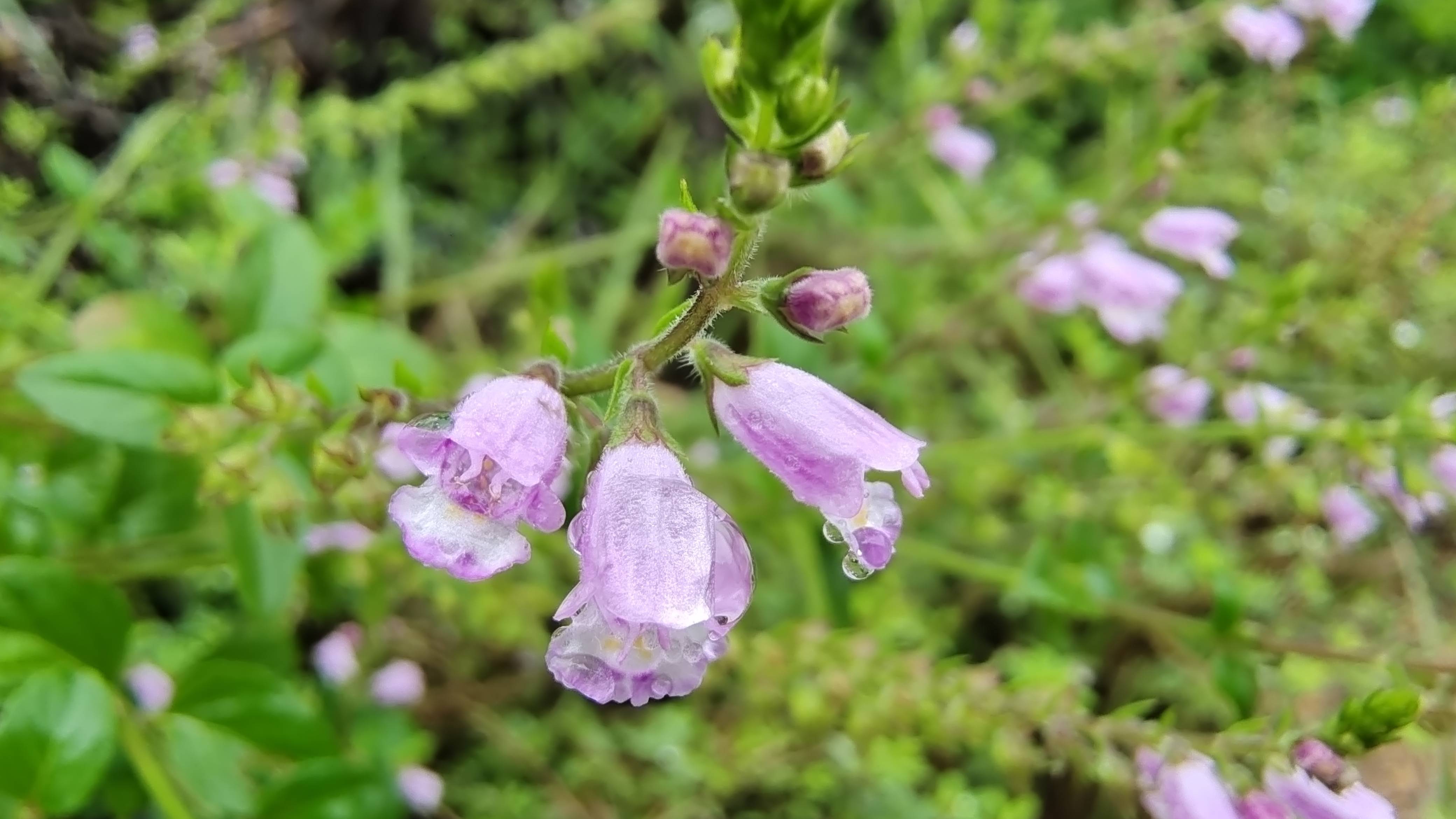 吉安随拍:花花草草之石荠苎-搜狐大视野-搜狐新闻