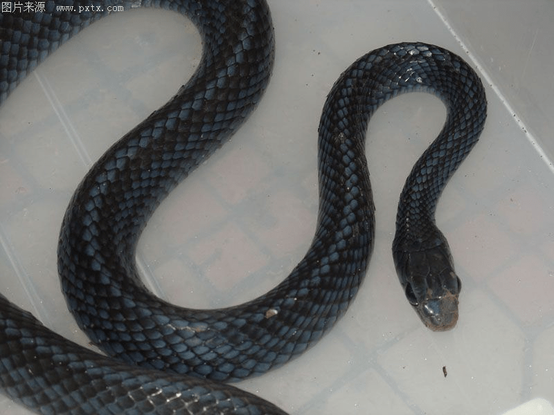 乌梢蛇进口清关,进口报关,进口流程_货物_申报_检疫