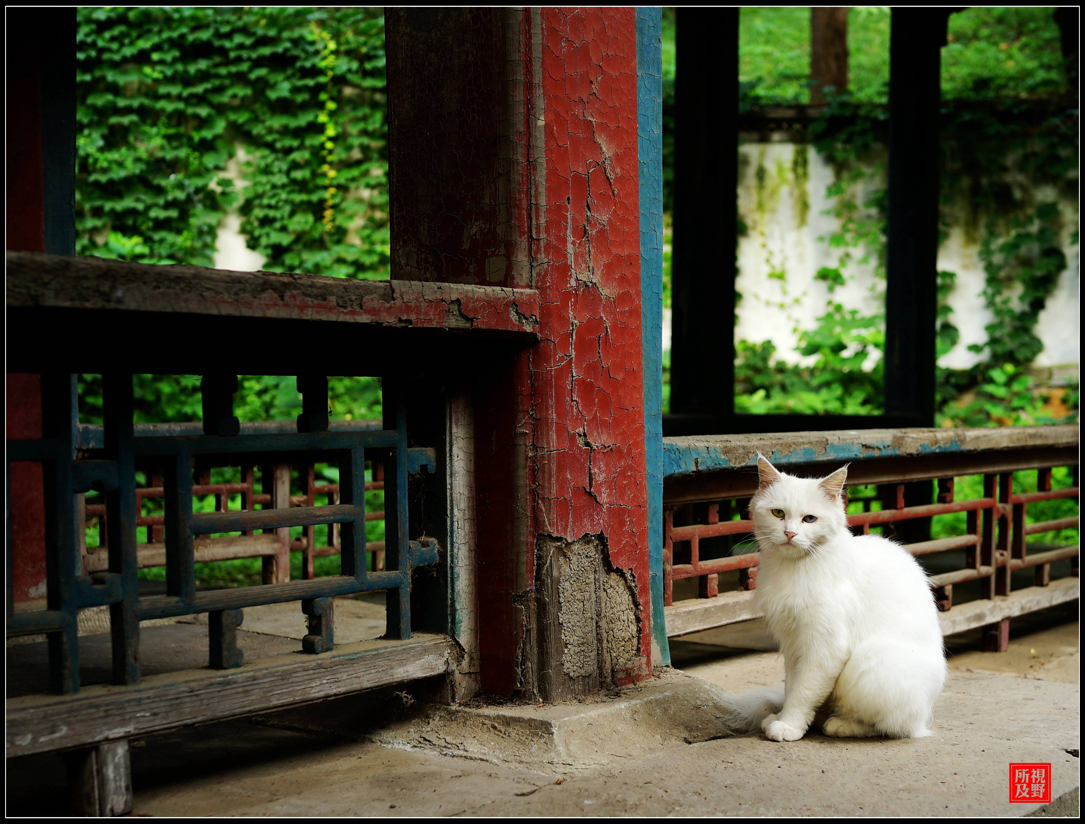 颐和园邵窝殿,绿畦亭的猫世界_猫儿_邵雍_安乐窝