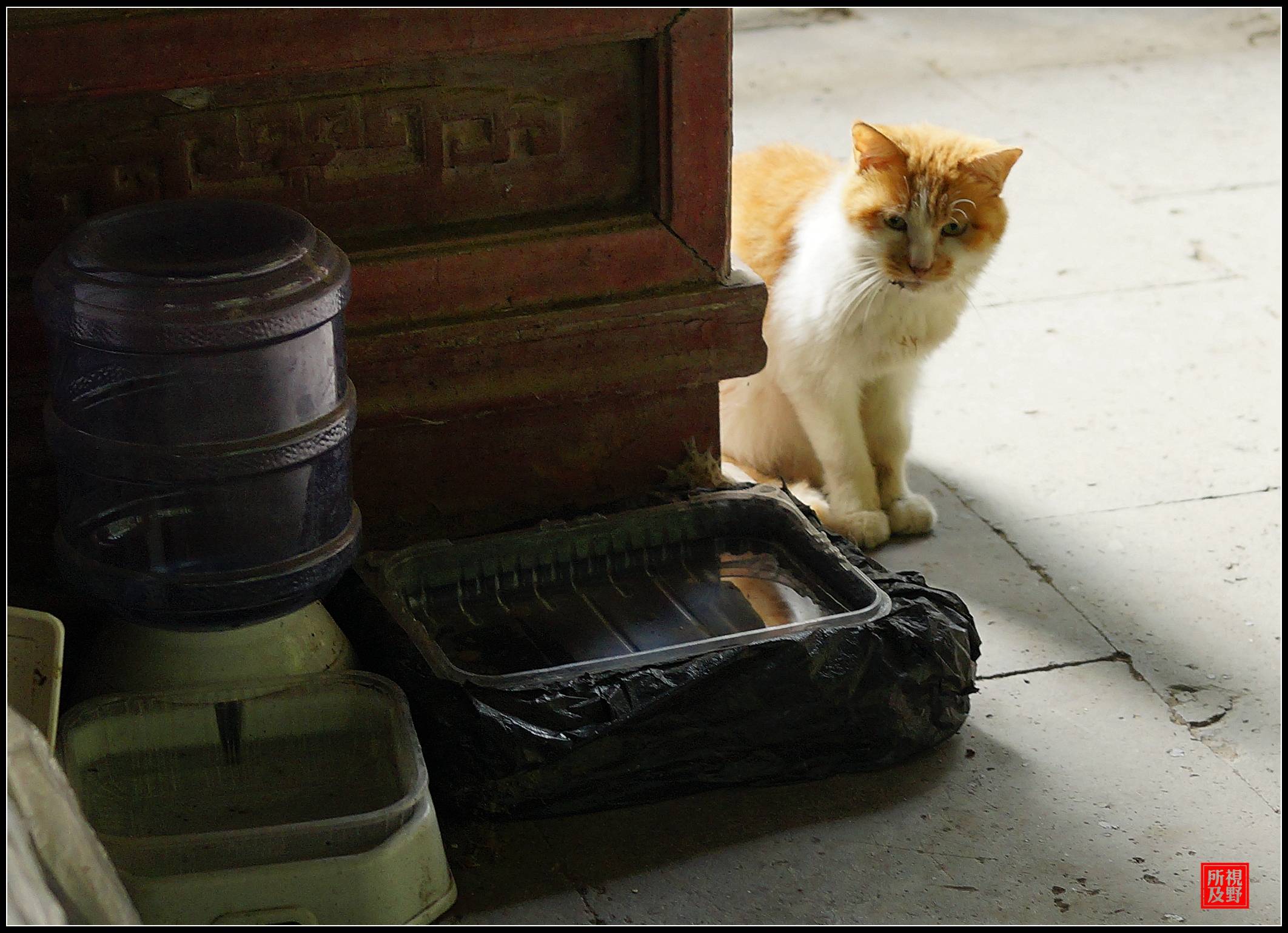 颐和园邵窝殿,绿畦亭的猫世界_猫儿_邵雍_安乐窝