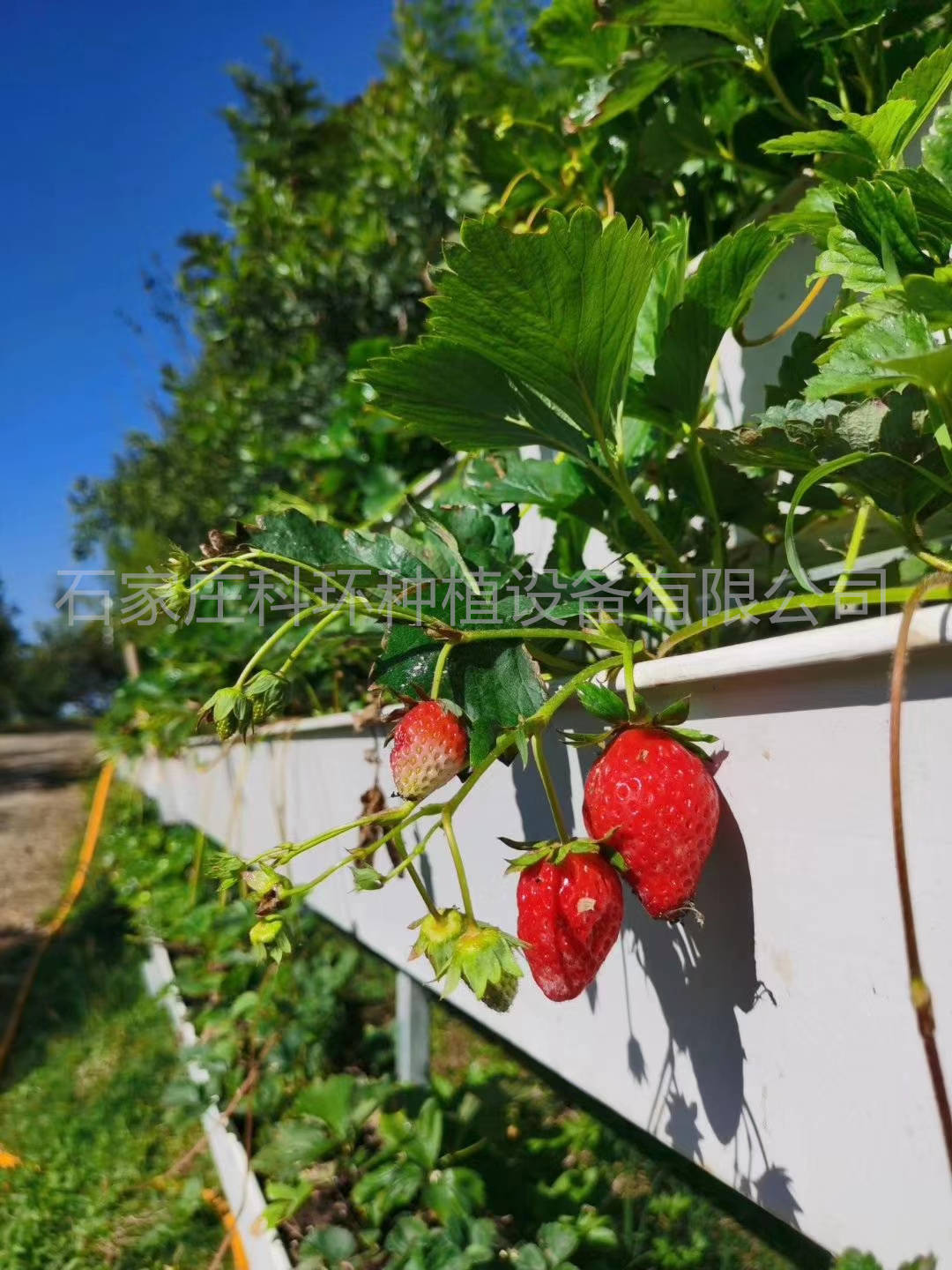 种植草莓可以用什么基质草莓立体种植槽种植架高架草莓种植无土栽培科