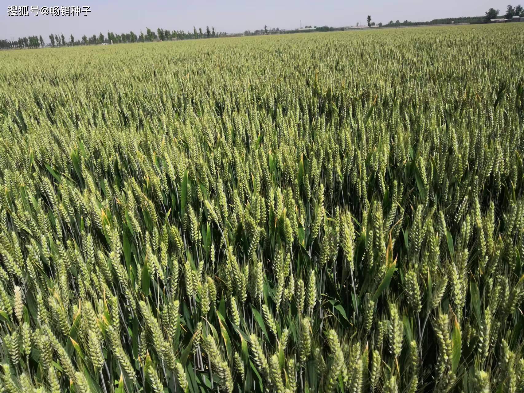 圣麦104小麦品种简介图片