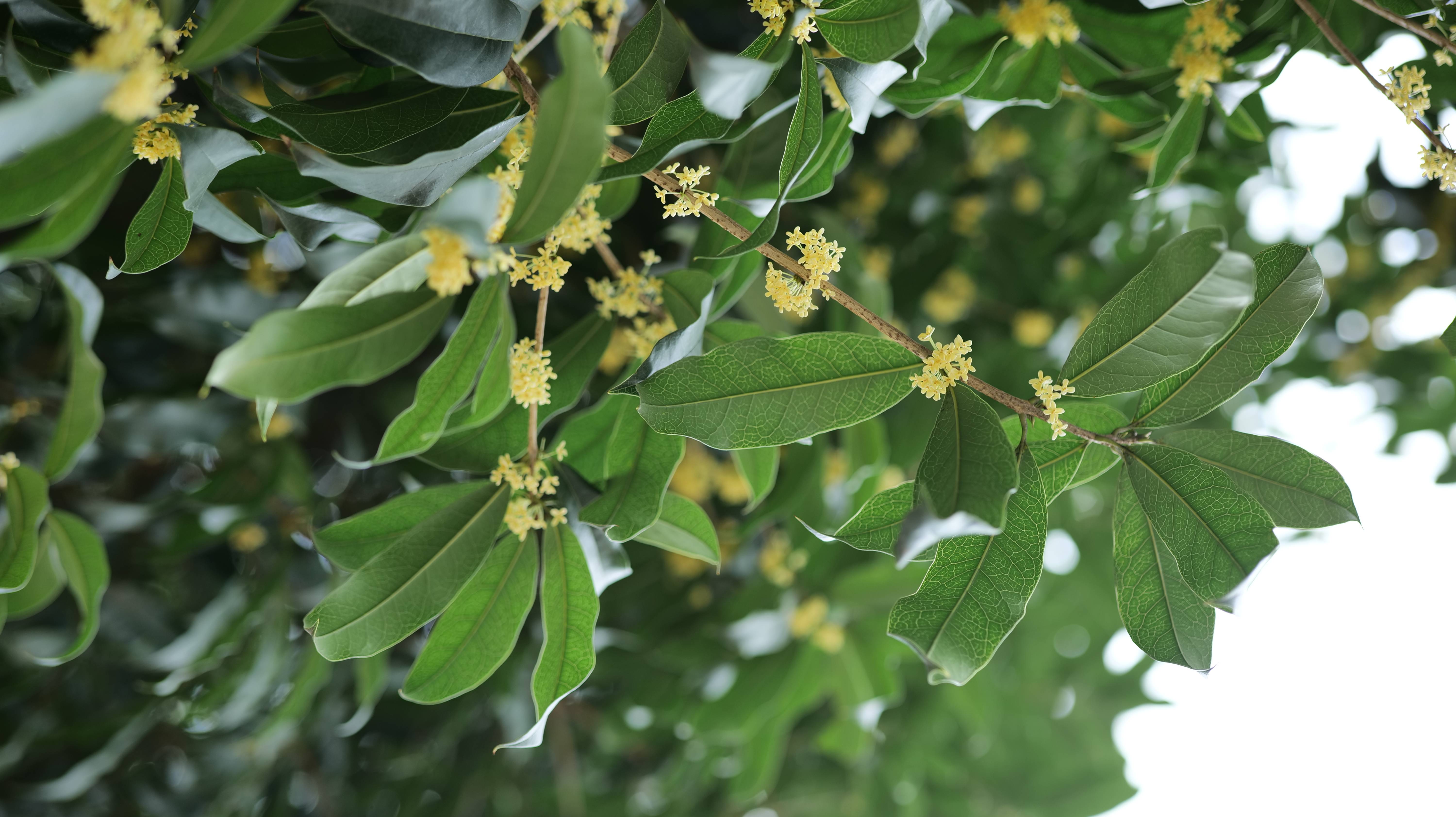 金秋十月，桂花飘香 —光谷南·科技城-搜狐大视野-搜狐新闻