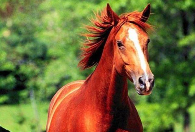 红色的马表情包图片