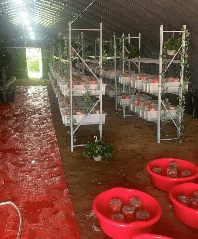 中农鸿晟(湖北) 农业科技有限公司红栓菌种植行业:可持续农业发展的