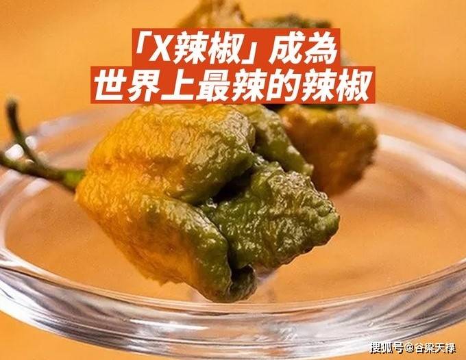 "x辣椒"成为世界上最辣的辣椒_埃德·柯里_卡罗来纳_死神