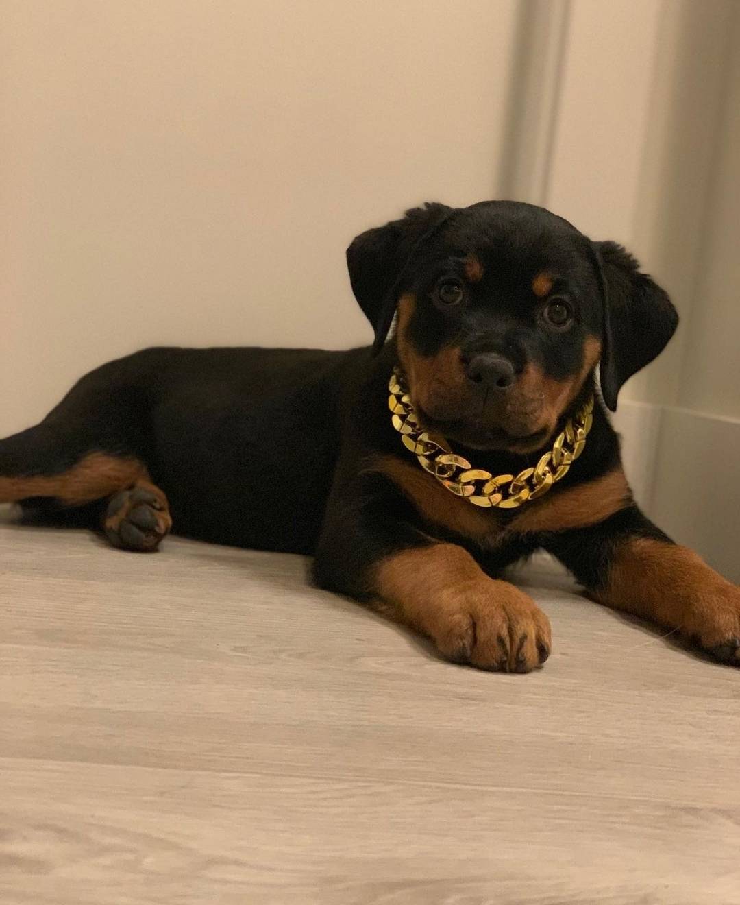 咬伤幼童的罗威纳犬是警犬之一,在河南属于家庭禁养的烈性犬_牧羊犬