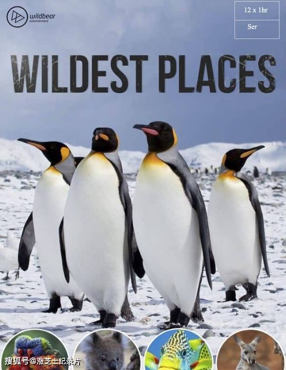 10174-澳大利亚纪录片《最狂野的地方 Wildest Places 2019》第1-3季全12集 英语中英双字 官方纯净版 1080P/MKV/47.4G 野生动物生活