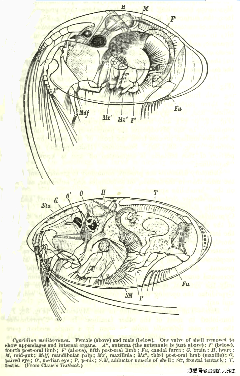 【动物界全系列】介形纲—壮肢目_海萤_身体_平潭