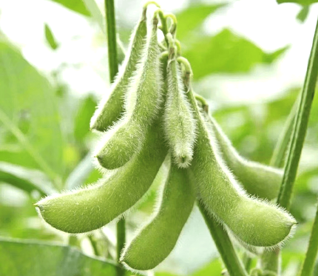 济南市市中区七贤中心幼儿园秋季教师课程故事_毛豆_黄豆_豆荚